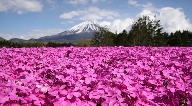 ญี่ปุ่น โตเกียว ฟูจิ ทุ่งดอกพิงค์มอส 5 วัน 3 คืน  30 เม.ย. - 4 พ.ค. 58  เพียง 37,900 บาท (จองภายใน 6 มีนาคม รับส่วนลดเพิ่ม 1000 บาท)